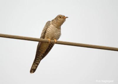 Afrikaanse koekoek - African Cuckoo - Cuculus gularis