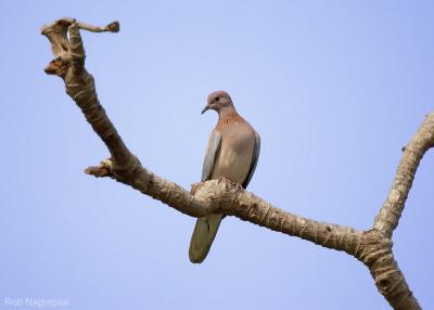 Palmtortel - Laughing dove - Streptopelia senegalensis
