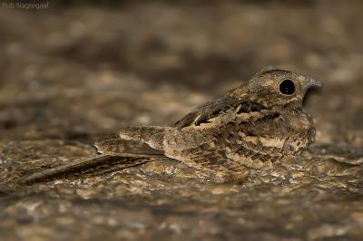 Langstaart nachtzwaluw - Long-tailed Nightjar - Caprimulgus climacurus