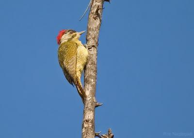 Stippelspecht - Fine-spotted Woodpecker - Campethera punctuligera