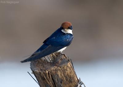 Roodkruinzwaluw - Wire-tailed Swallow - Hirundo smithii