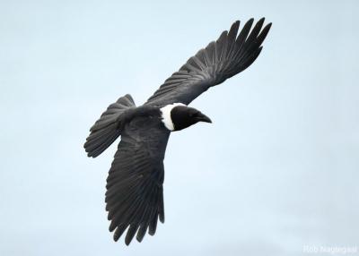 Schildraaf - Pied Crow - Corvus albus