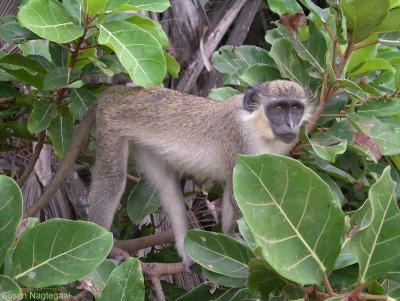 Geelgroene meerkat - Green monkey - Chlorocebus sabaeus