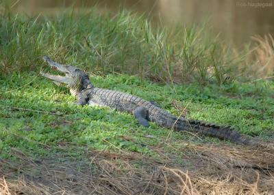 West African crocodile - Crocodylus suchus
