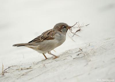 Huismus - House sparrow - Passer domesticus