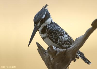 Bonte ijsvogel - Pied Kingfisher - Ceryle rudis