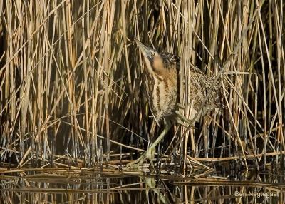 Roerdomp - Bittern - Botaurus stellaris	