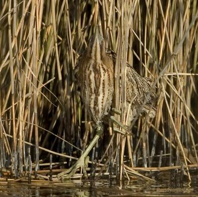 Roerdomp - Bittern - Botaurus stellaris