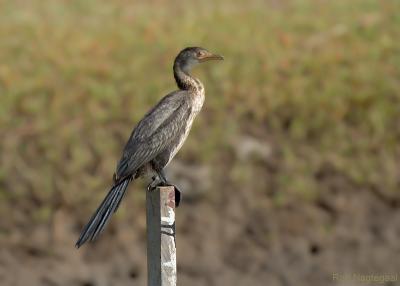 Afrikaanse Dwergaalscholver - Long-tailed Cormorant - Phalacrocorax africanus