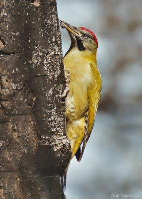 Levaillant-specht - Levaillant's woodpecker - Picus vaillantii	