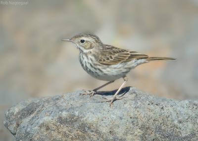 Berthelot-pieper - Berthelots Pipit - Anthus berthelotii