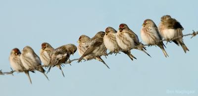 Grote barmsijs - Mealy redpoll - Carduelis flammea