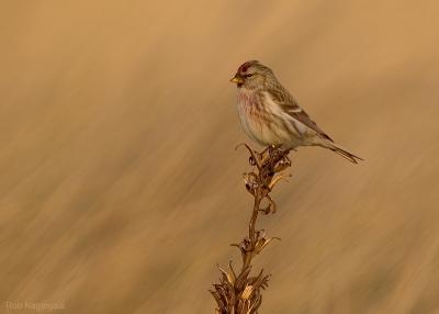 Grote barmsijs - Mealy redpoll - Carduelis flammea