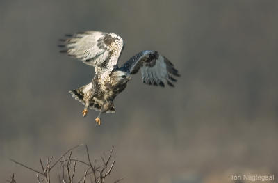 Ruigpoot buizerd - Rough legged buzzard - Buteo lagopus