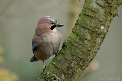Gaai - Jay - Garrulus glandarius