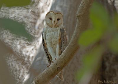 Westelijke Kerkuil - Western barn owl - Tyto alba