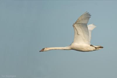 Knobbelzwaan - Mute swan - Cygnus olor