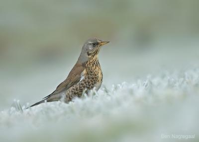 Kramsvogel - Fieldfare - Turdus pilaris