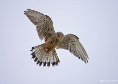 Torenvalk - Common Kestrel - Falco tinuncullus