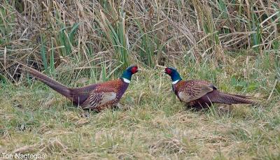 Fazant - Pheasant - Phasianus colchicus