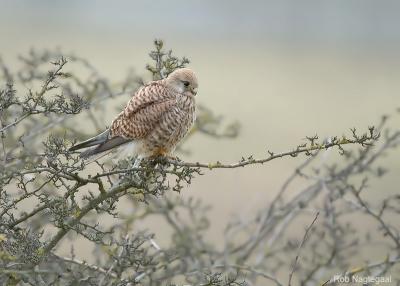 Torenvalk - Common Kestrel - Falco tinuncullus