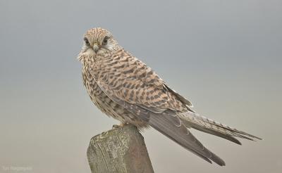 Torenvalk - Common Kestrel - Falco tinuncullus
