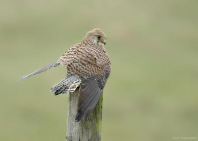 Torenvalk - Common Kestrel - Falco tinuncullus
