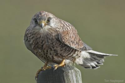 Torenvalk - Common Kestrel - Falco tinuncullus