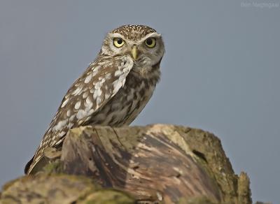 Steenuil - Little Owl - Athene noctua vidalii