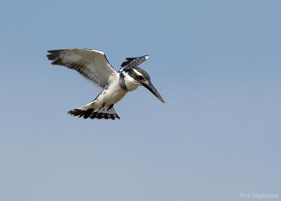 Bonte ijsvogel - Pied Kingfisher - Ceryle rudis