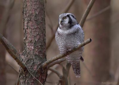 Sperweruil - Northern hawk owl - Surnia ulula