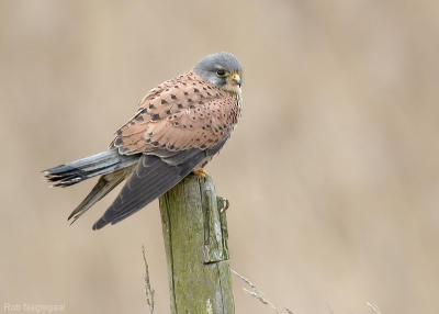 Torenvalk - Common Kestrel - Falco tinuncullus