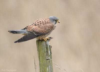 Torenvalk - Common Kestrel - Falco tinuncullus