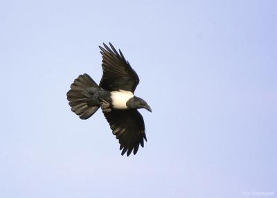 Schildraaf - Pied Crow - Corvus albus