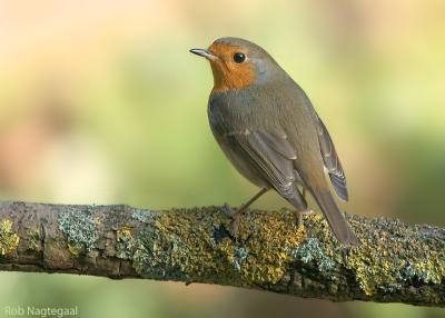 Roodborst - European robin - Erithacus rubecula