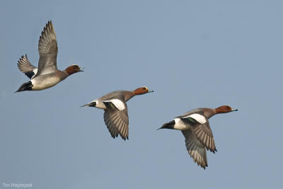 Smient - Eurasian wigeon - Anas penelope