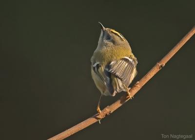 Goudhaan - Goldcrest - Regulus regulus