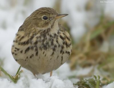 Graspieper - Meadow Pipit - Anthus pratensis