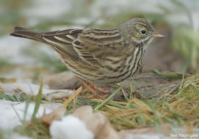 Graspieper - Meadow Pipit -  Anthus pratensis