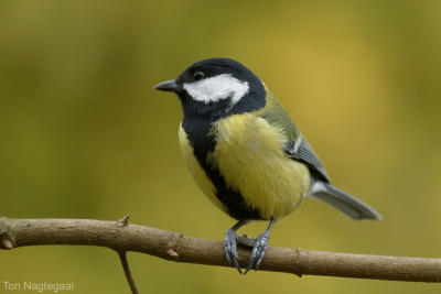 Koolmees - Great tit - Parus major