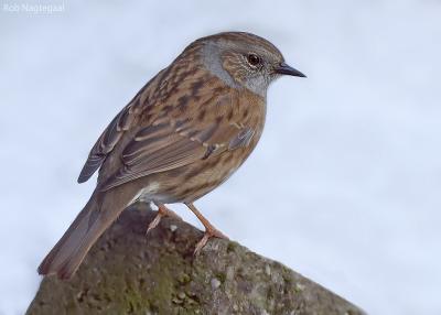 Heggemus - Dunnoch - Prunella modularisa
