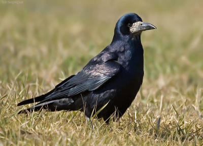 Roek -  Rook - Corvus frugilegus