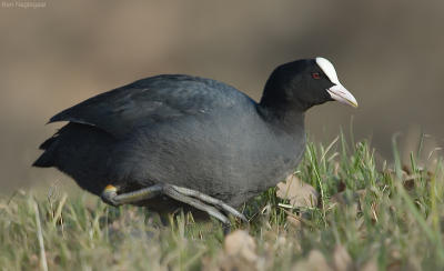 Meerkoet - Coot - Fulica atra