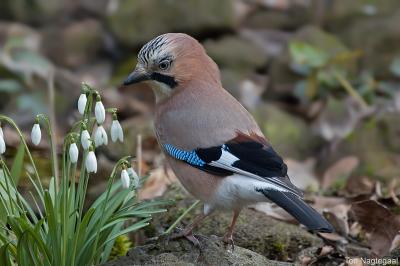 Gaai - Jay - Garrulus glandarius