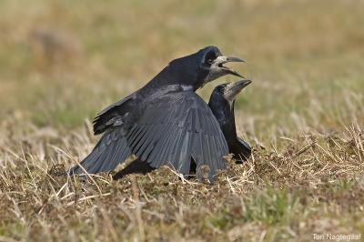 Roek -  Rook - Corvus frugilegus