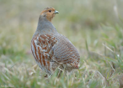 Patrijs - Grey partridge - Perdix perdix