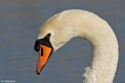 Knobbelzwaan - Mute swan - Cygnus olor