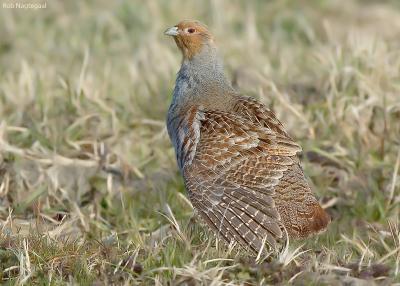 Patrijs - Grey partridge - Perdix perdix