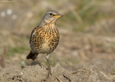 Kramsvogel - Fieldfare - Turdus pilaris