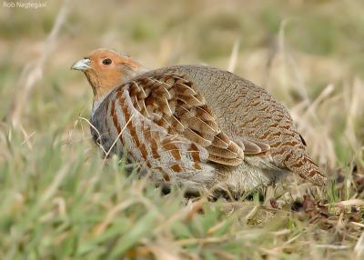 Patrijs - Grey partridge - Perdix perdix